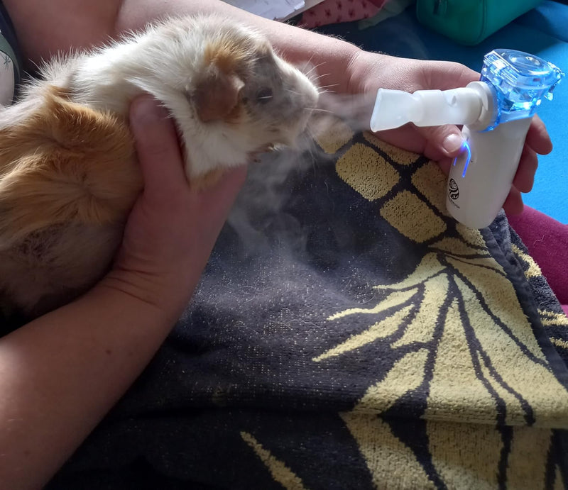 HIMMELSHAUCH Inhalationsgerät bei der Anwendung mit einem Meerschweinchen