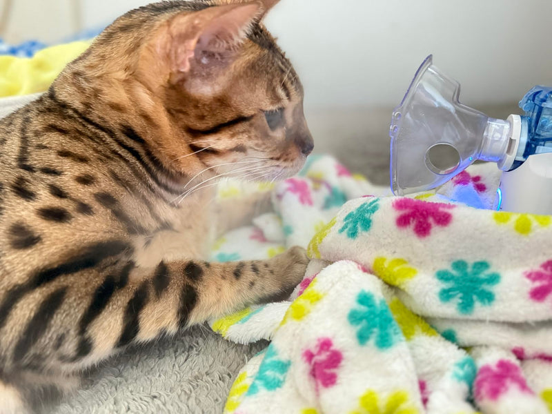 Katze neben dem HIMMELSHAUCH Inhalationsgerät